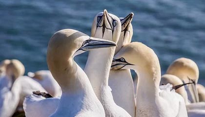 开云体育视频直播-新疆男篮引进新外援提升锋线火力，新疆男篮的外援新情况