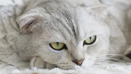 开云·体育官网-体育赛事数字化管理推进，体育数字化转型