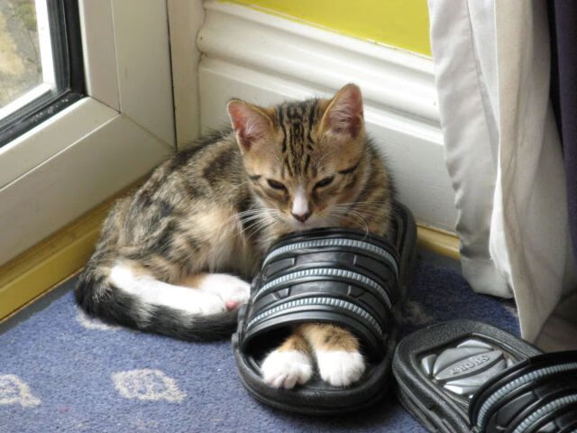 QQ飞车极速挑战赛感官盛宴，速度与激情完美结合，qq飞车极速赛车