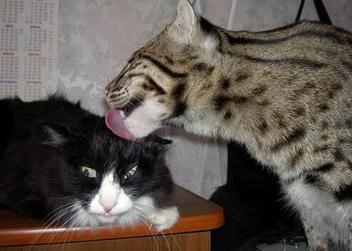 开云官网在线-QQ飞车极速飙车大赛，载入史册的速度之夜，极速飙凉,飞车一夏