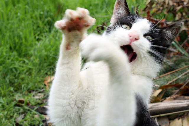 “法甲激烈竞争,冠军争夺愈发激烈”,法甲冠军2021