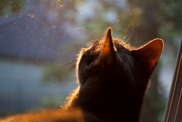 开云体育APP下载-《Hope：年轻天才，开启电竞新篇章》