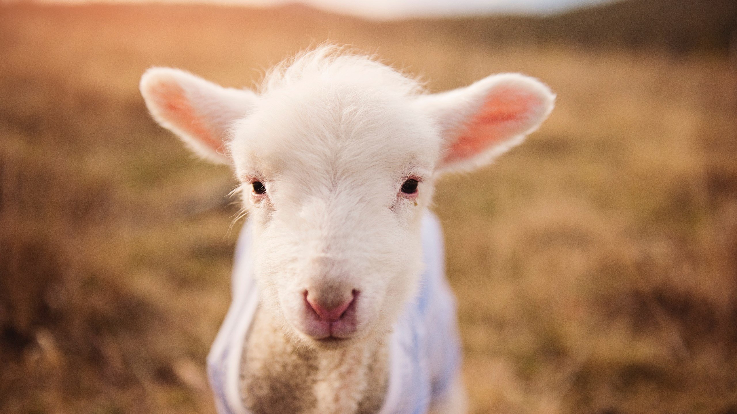 kaiyun-全国青少年“体育+科技”融合创新基地在广州正式建成，推动青训变革