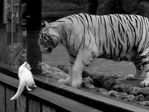 阿根廷3比1逆转法国，挺进四强，阿根廷对法国战绩