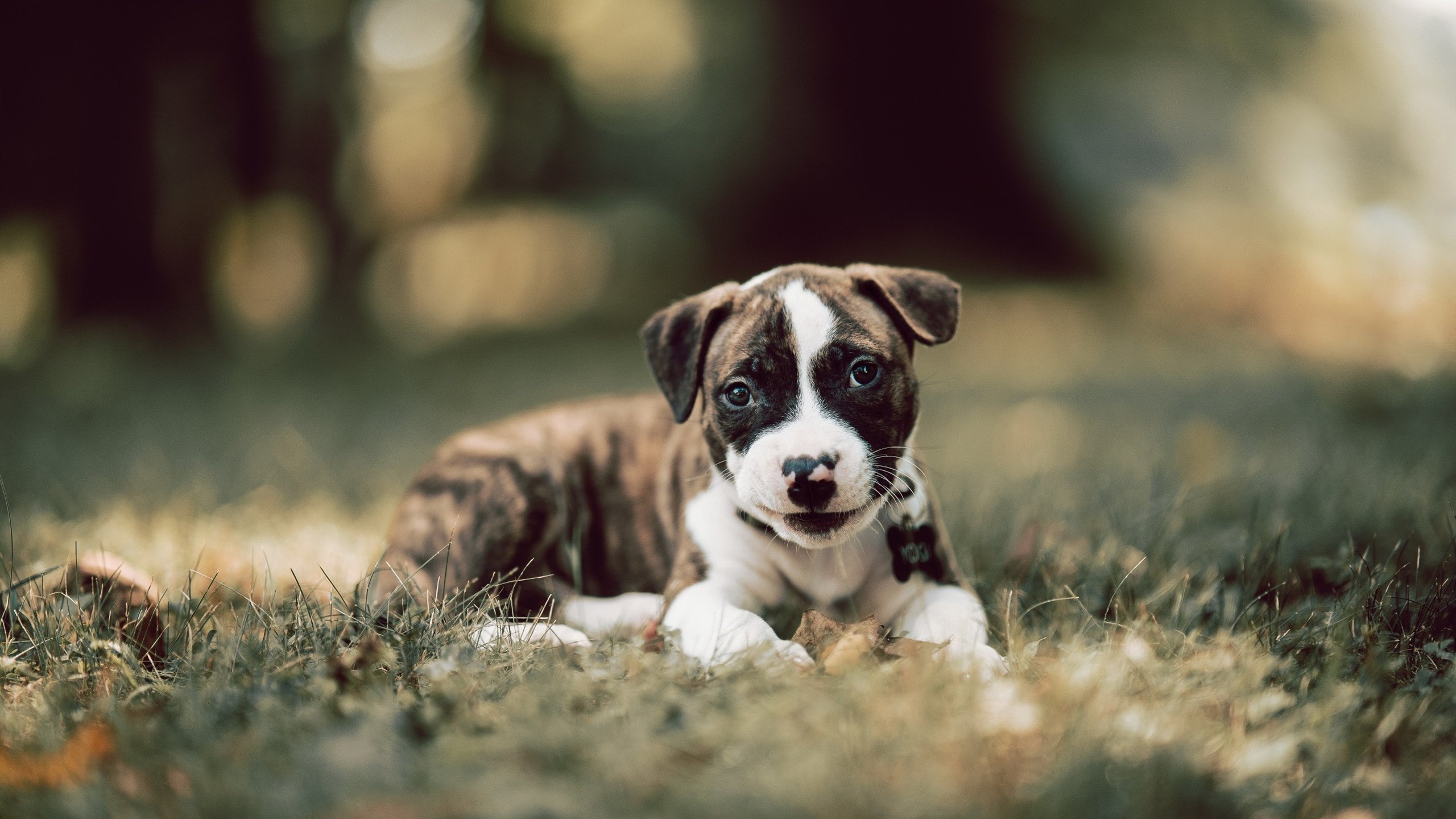 Kaiyun APP-中超联赛重庆当代宣布换帅，重庆中超球队球员名单