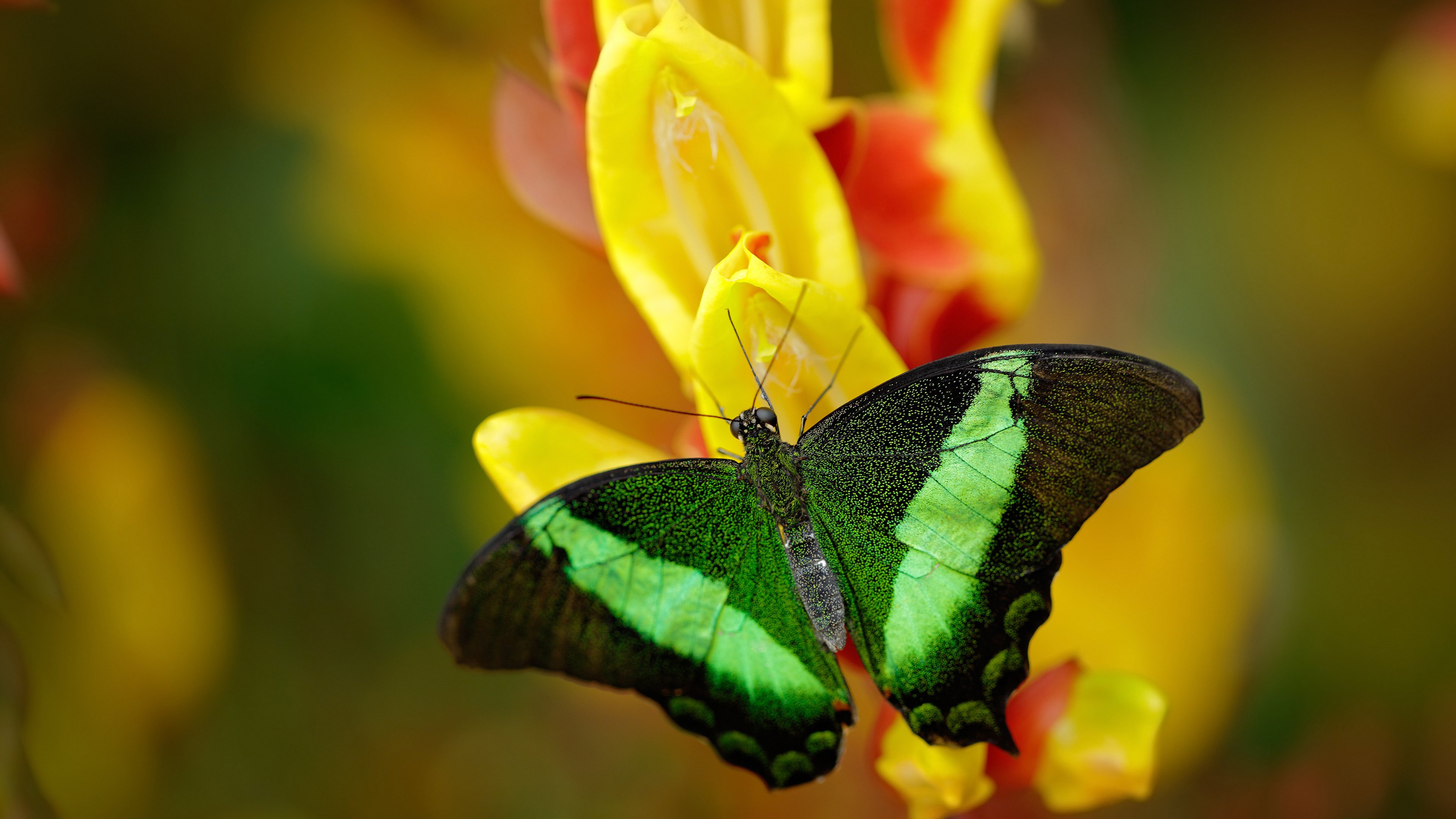 全北现代备战亚冠淘汰赛，全北现代赛事速报微博