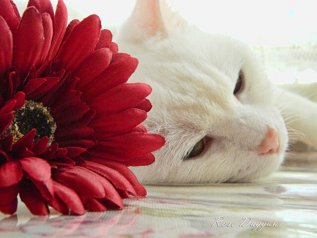 全北现代备战亚冠淘汰赛，全北现代赛事速报微博