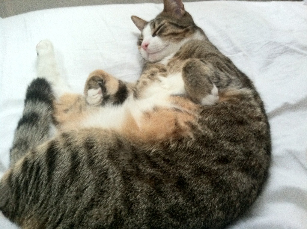 布里斯托城传控娴熟，海港之队渴望连胜，布里斯托是海边城市吗