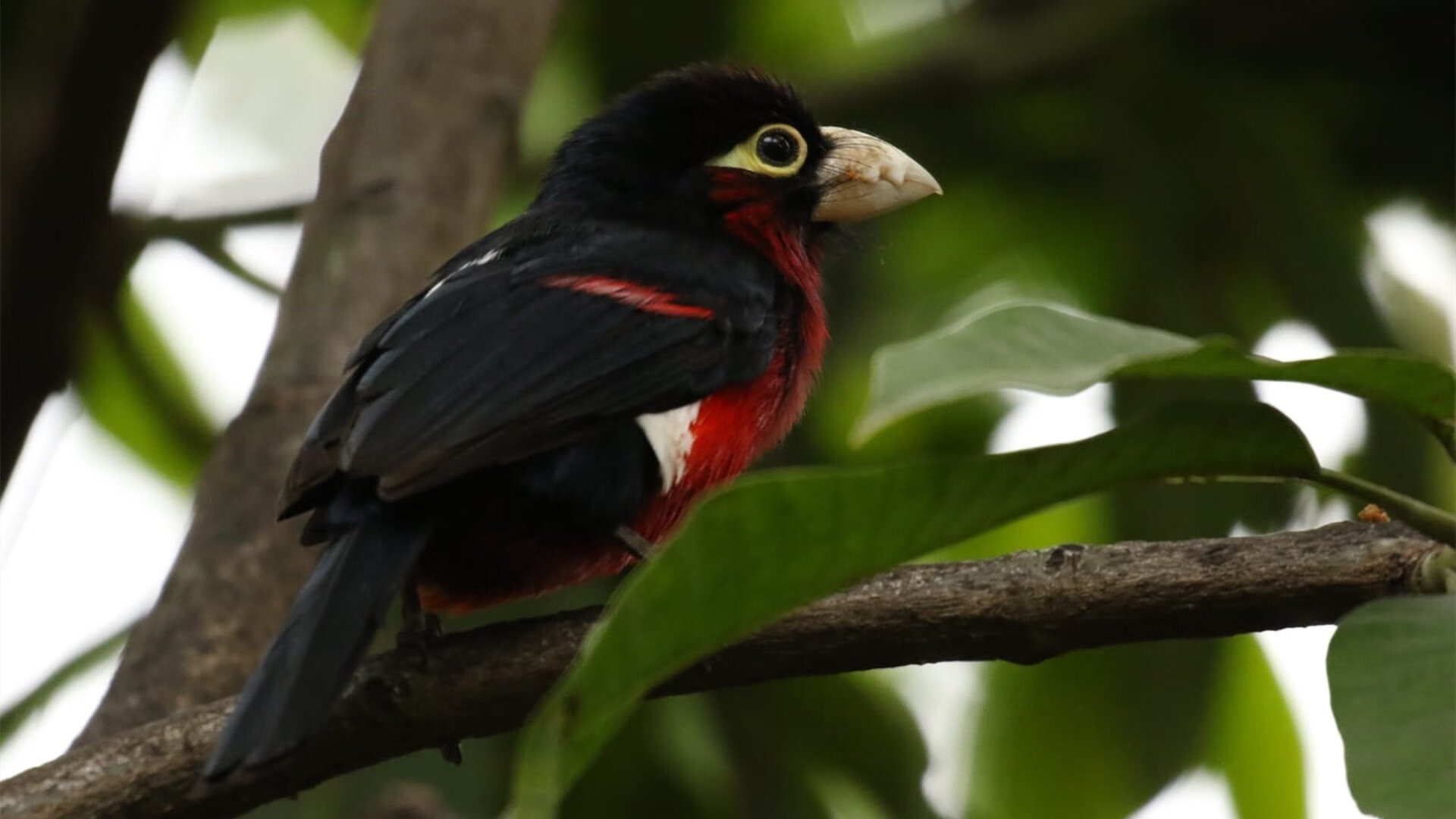 意甲卫冕冠军调整战术谋求突破,致胜关键,意甲冠军统计