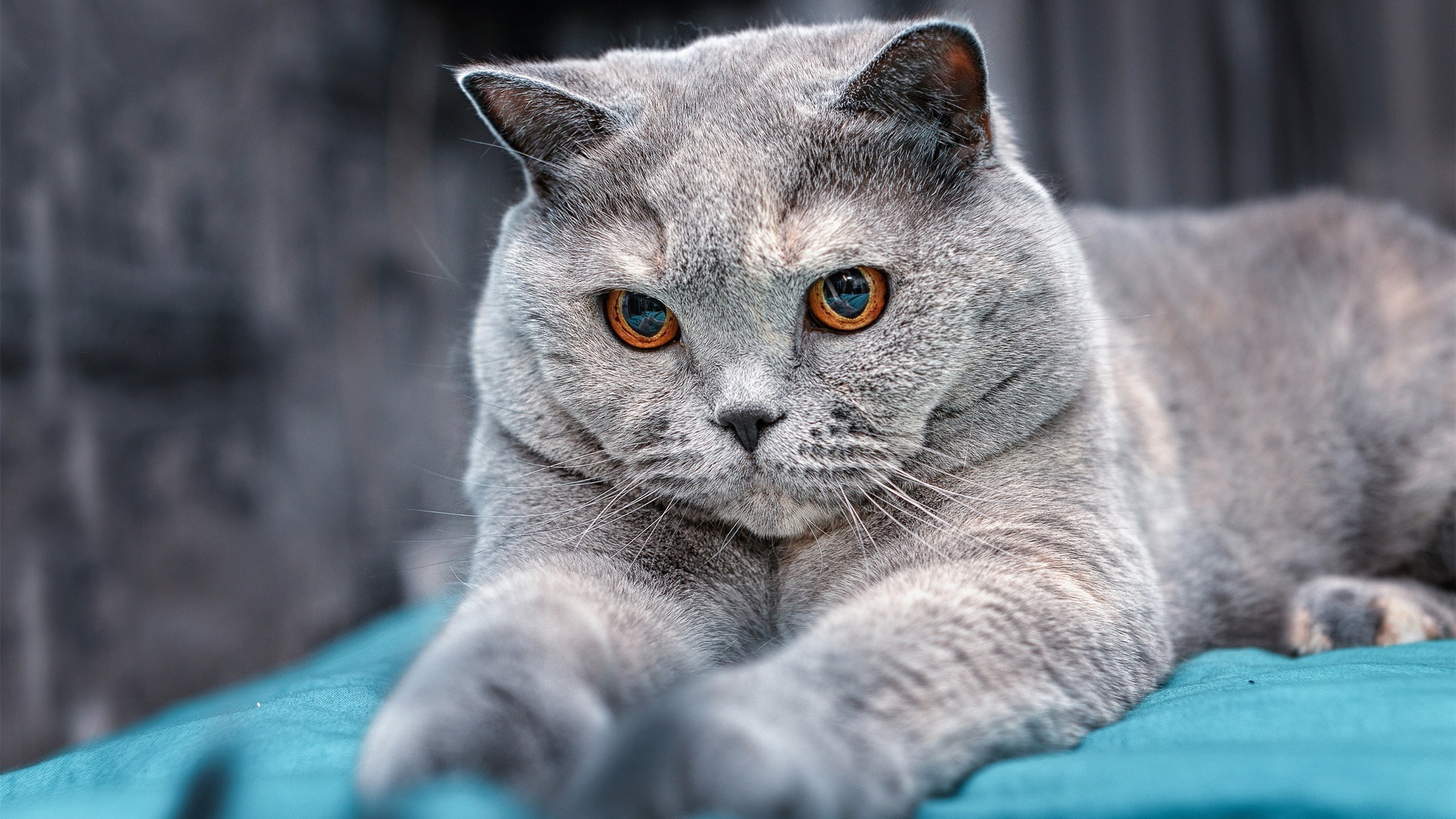 斯洛特在比赛中大胆使用替补球员,保持球队活力,斯洛特耶斯退役原因