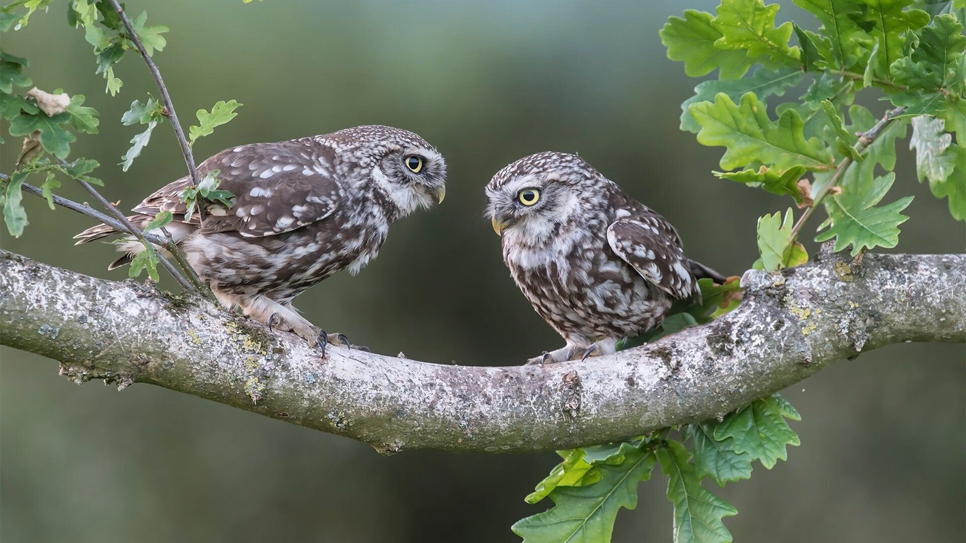篮球运动员专项技术动作视频教学课程开发,篮球专业技术动作