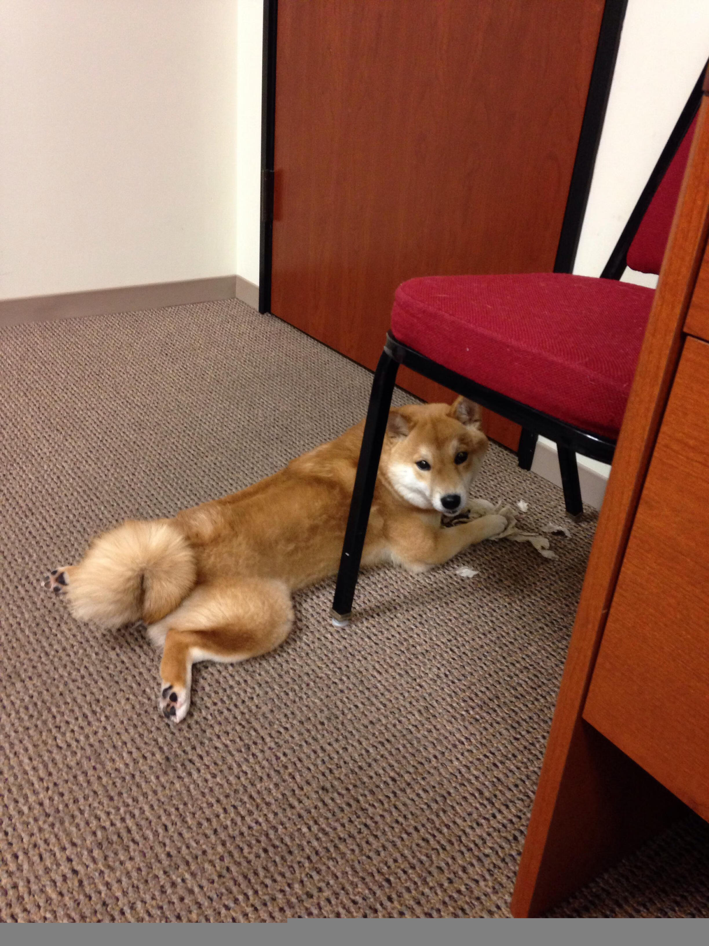 “新加坡泳池见证泳坛巨星!2025世界游泳锦标赛激烈开赛”