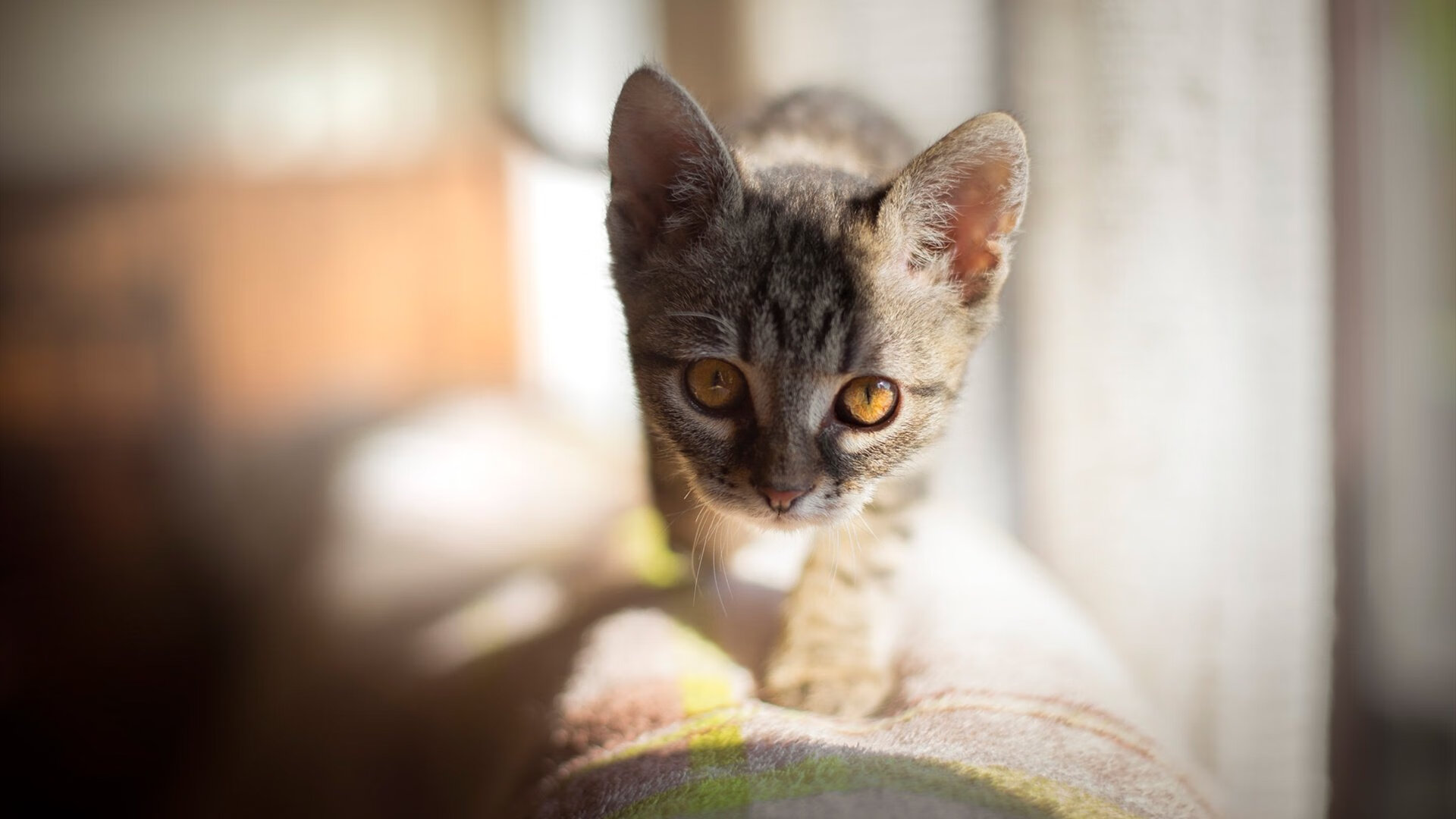 开云官方网站-曼联后卫伤愈复出助球队重回正轨，曼联后卫线