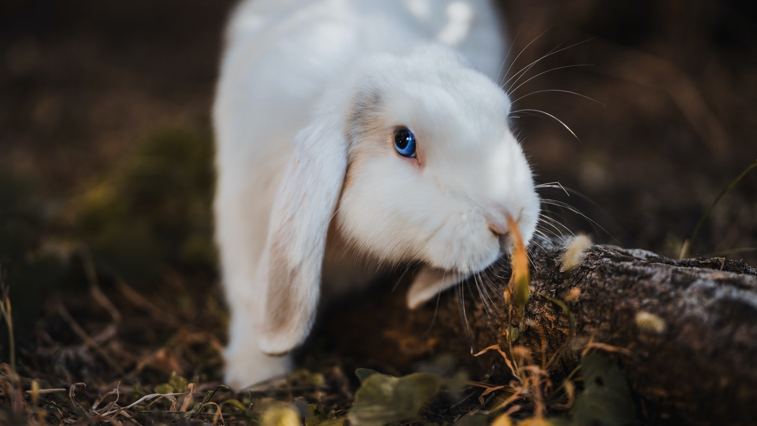 kaiyun网站-马拉维男篮在非洲锦标赛中发挥出色，夺得历史性冠军，非洲国家马拉维共和国简介